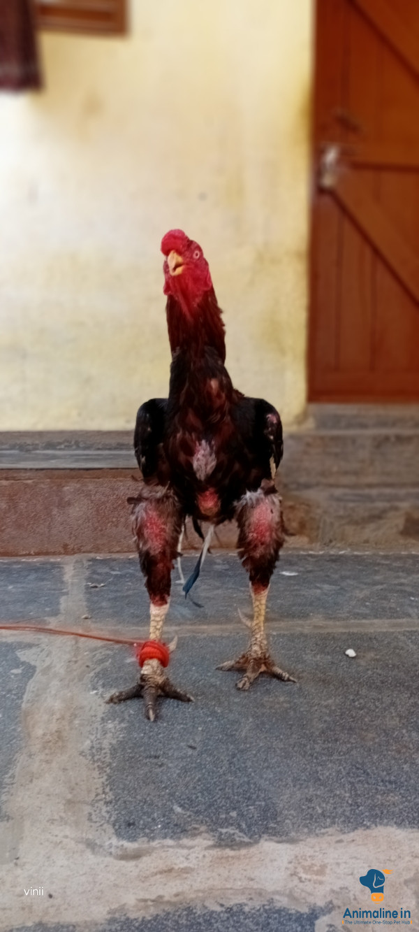 1 year old cock