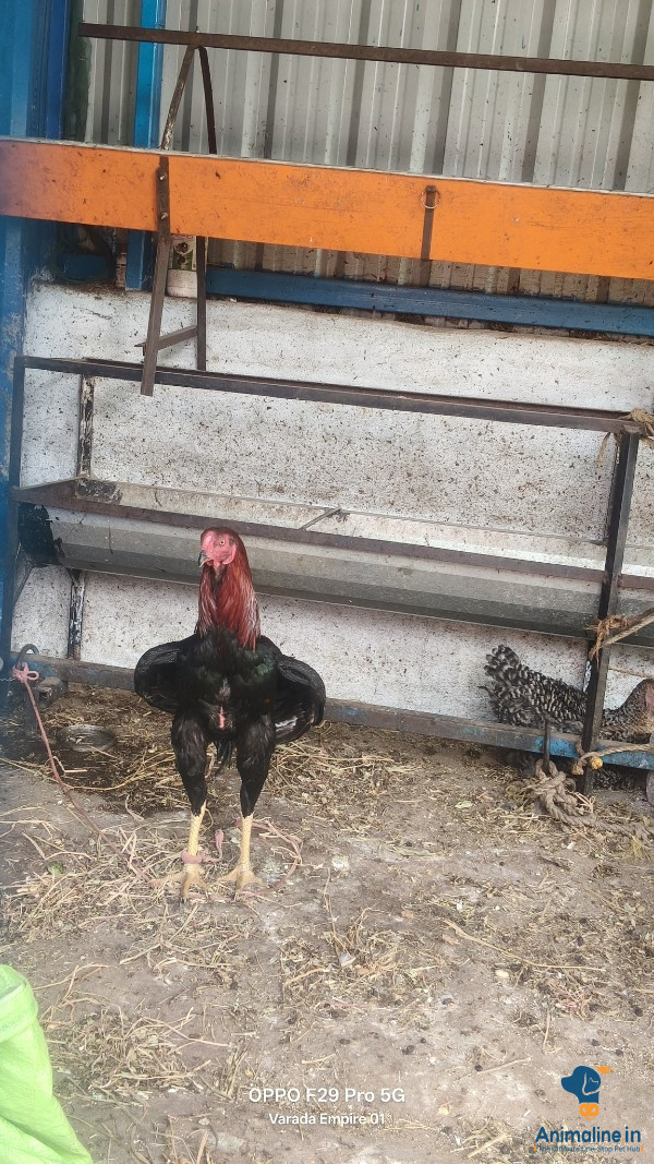 1.5 years old rooster 