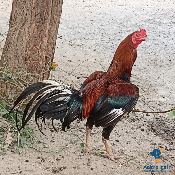 Eradu varshada gandu Koli