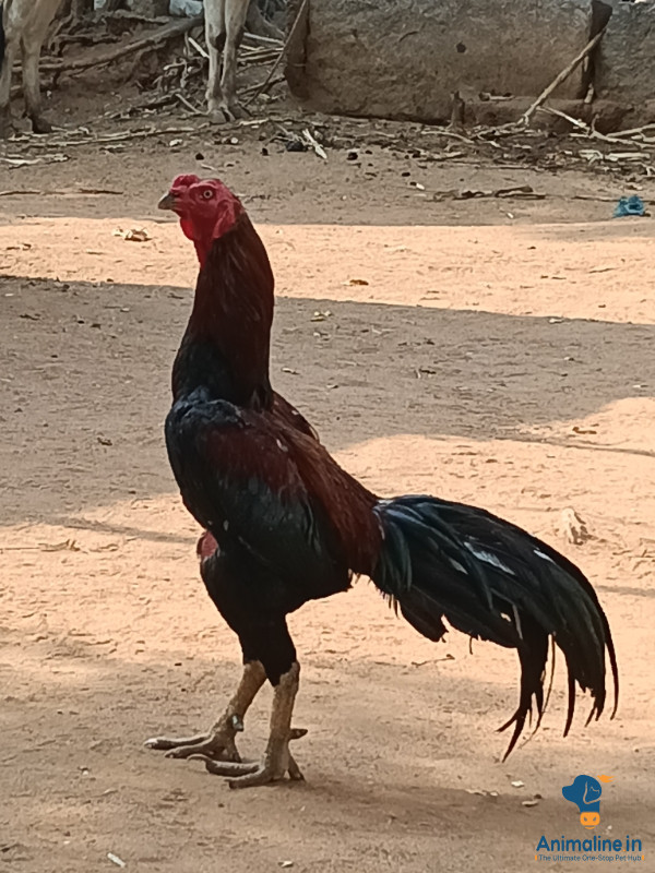 ಹತ್ತು ಸಾವಿರ ರೂಪಾಯಿಗಳು 