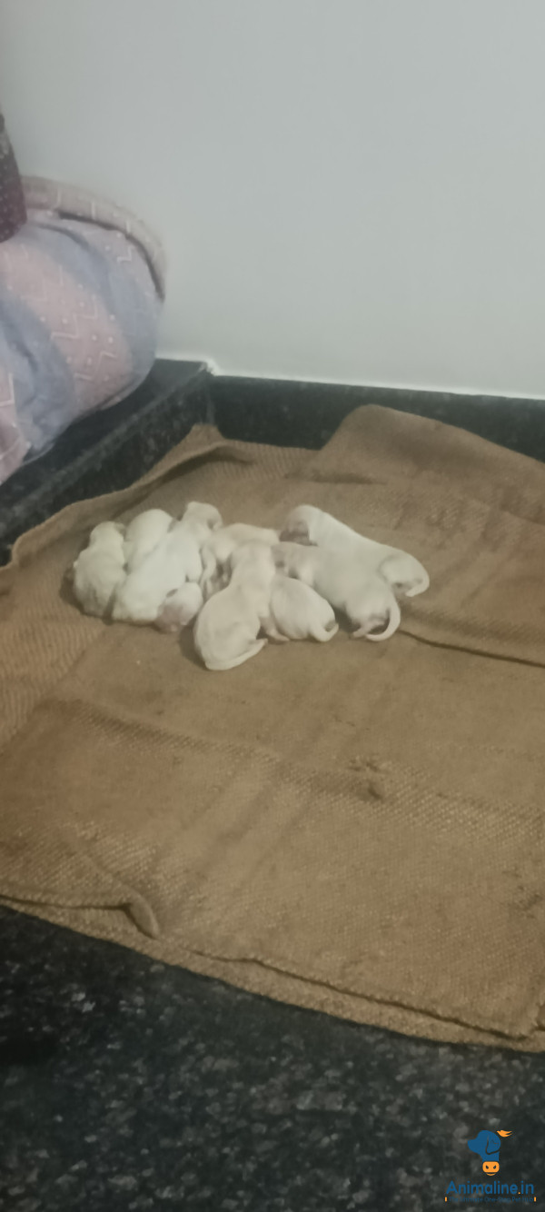 8 days dogs