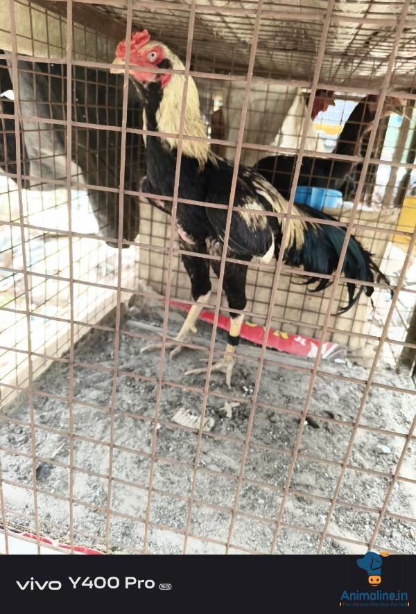 Premium Aseel Hen for Adoption