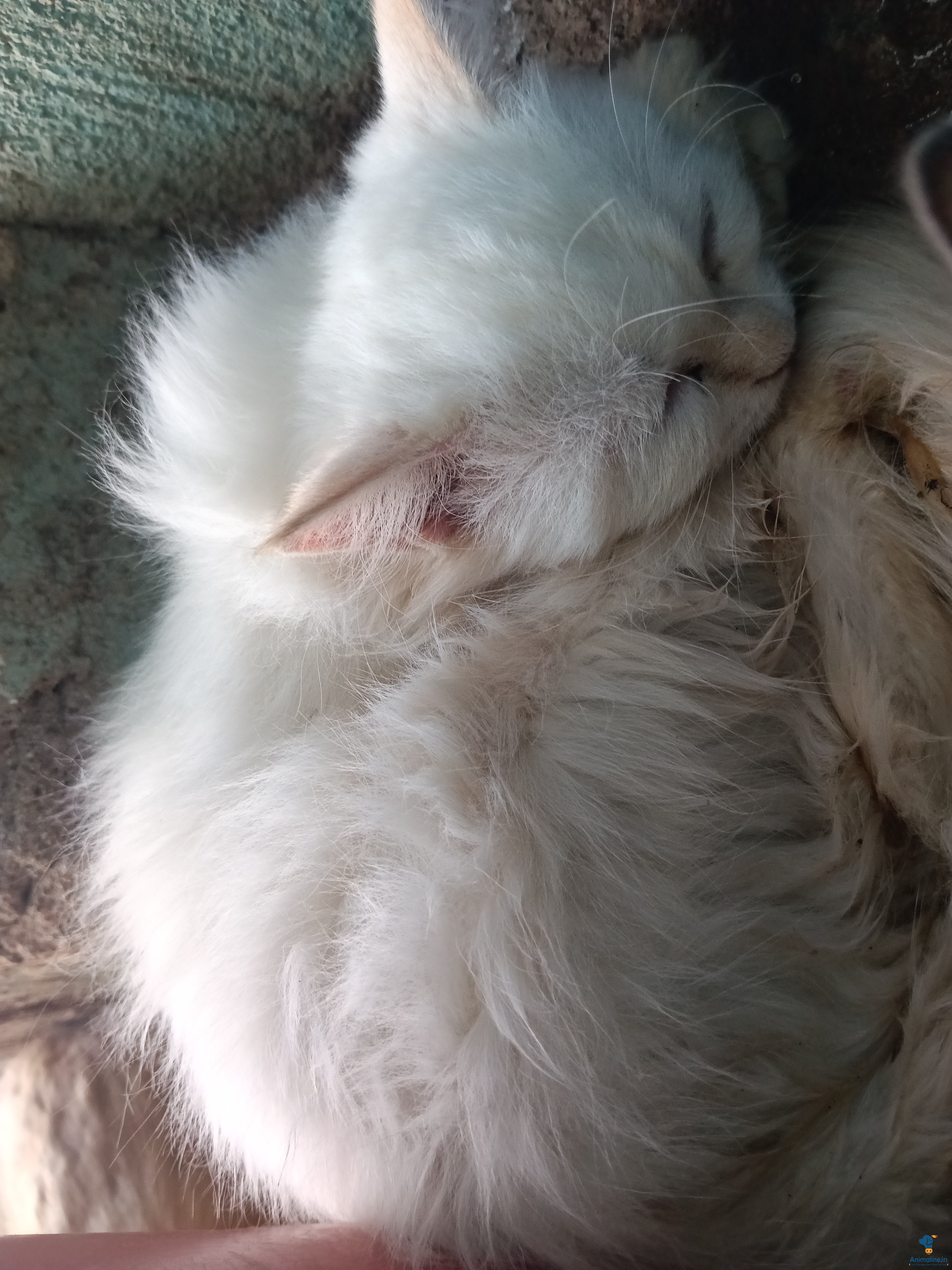 3months old female white kitten 