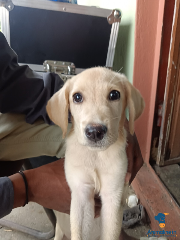 5 months old lab