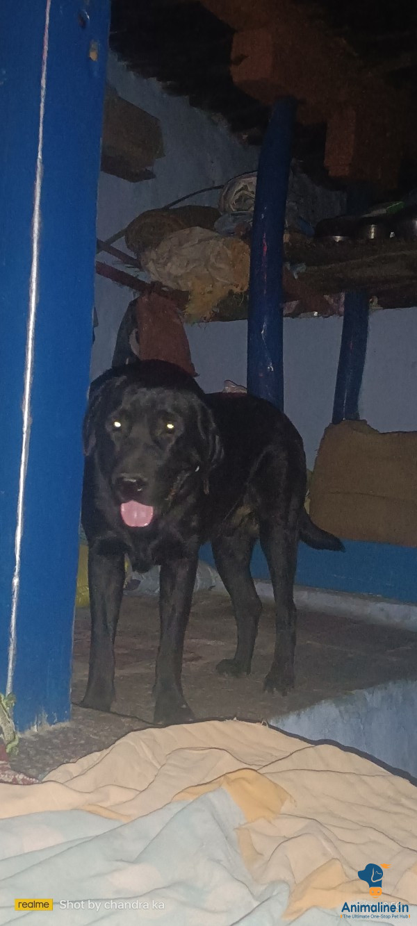 2ವರ್ಷದ  ನಾಯಿ 