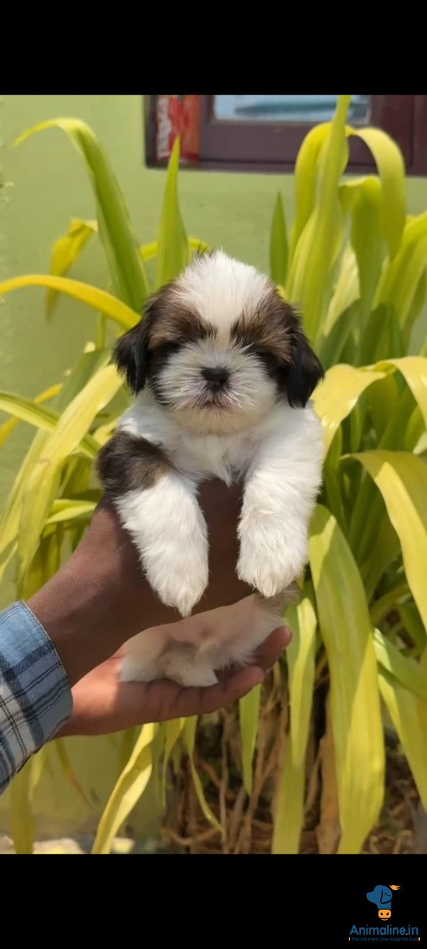 Healthy and Active Male Shih Tzu for Sale
