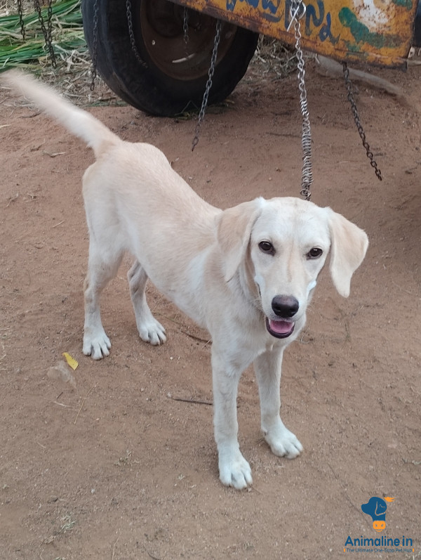 8 ತಿಂಗಳು ನಾಯಿ ಲ್ಯಾಬ್ 