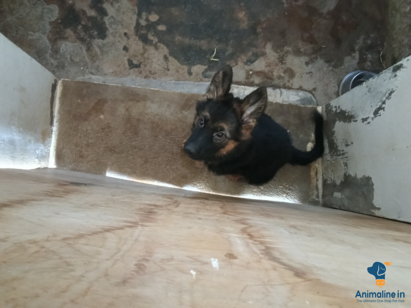Healthy and Active Female German Shepherd Dog for Sale