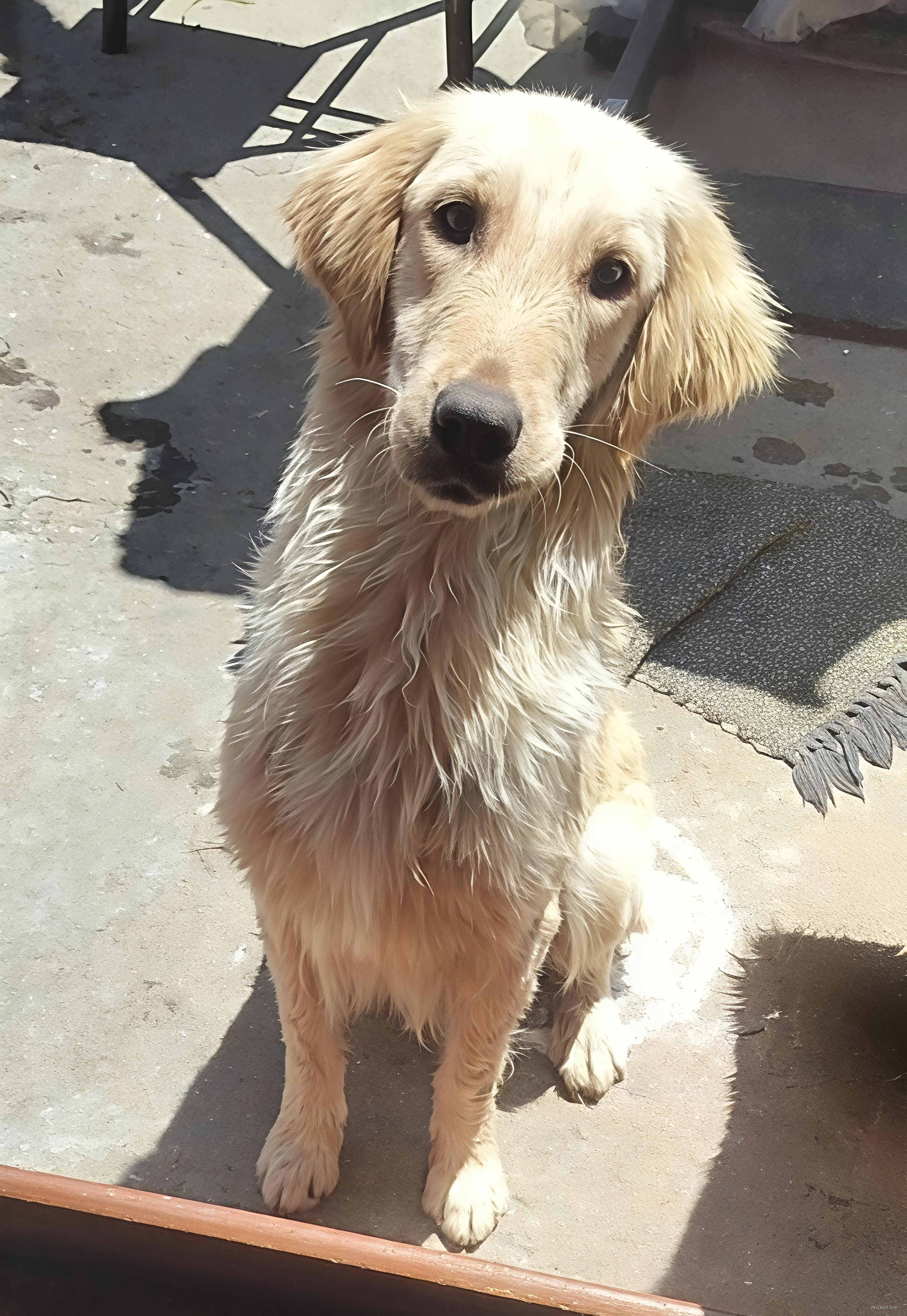 Golden Retriever Adult Female for free adoption