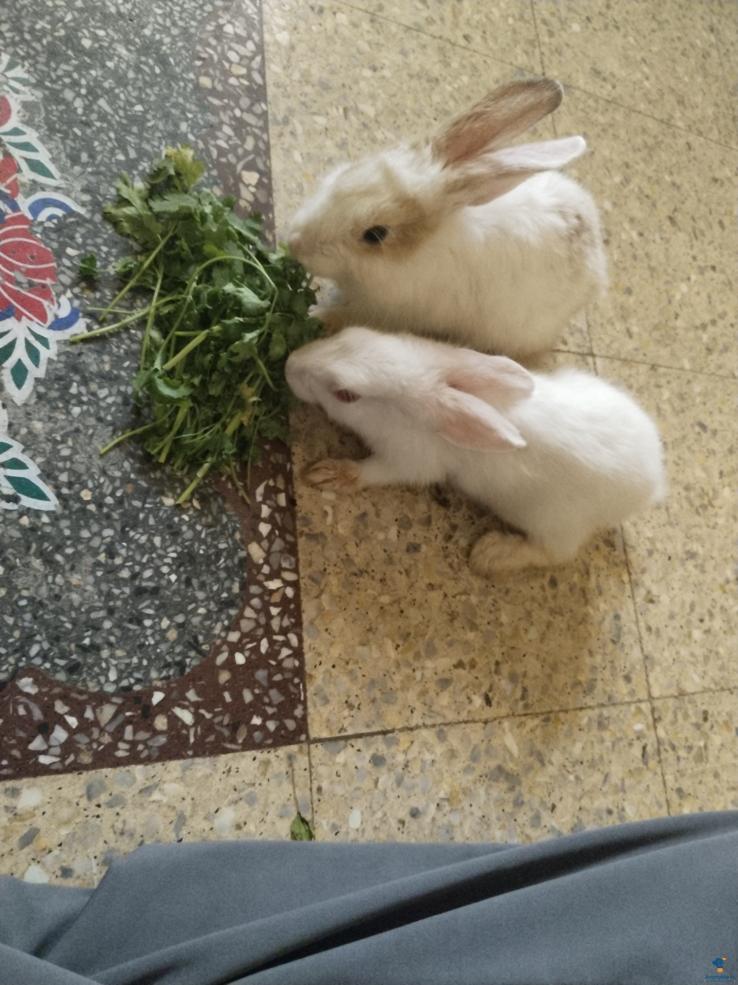 Healthy and Active Male&Females  for Sale
