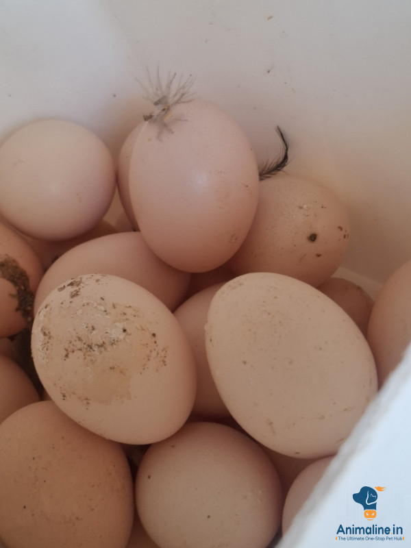Nati egg availble kamadhenu veg hotel thumkur road 