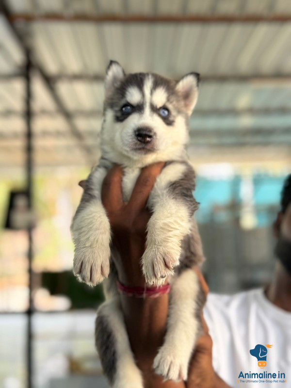 Blue eyes husky puppies available 