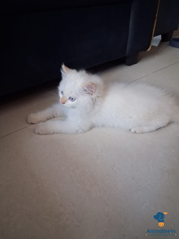 Cute 2 months old cat