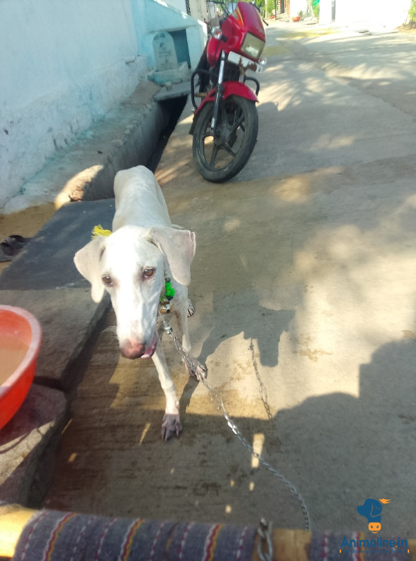 ಪ್ರೀಮಿಯಂ Normal Dog ನಾಯಿ {}