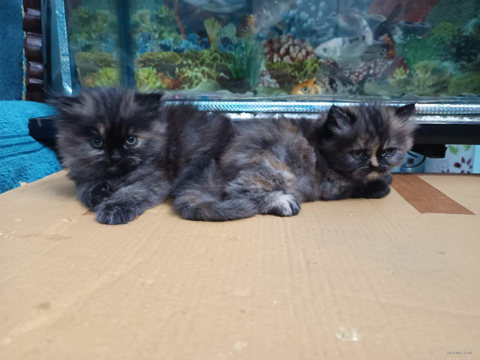 2 month male and female