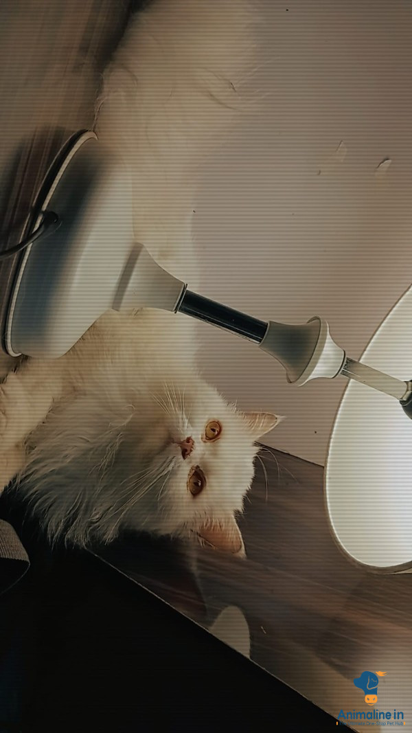 2 years female cat 