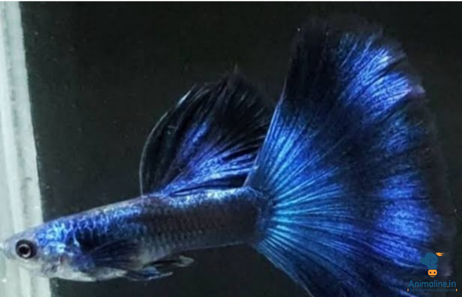 Sixty day  fish