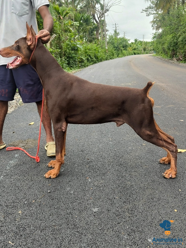 2 Years old Male Doberman 
