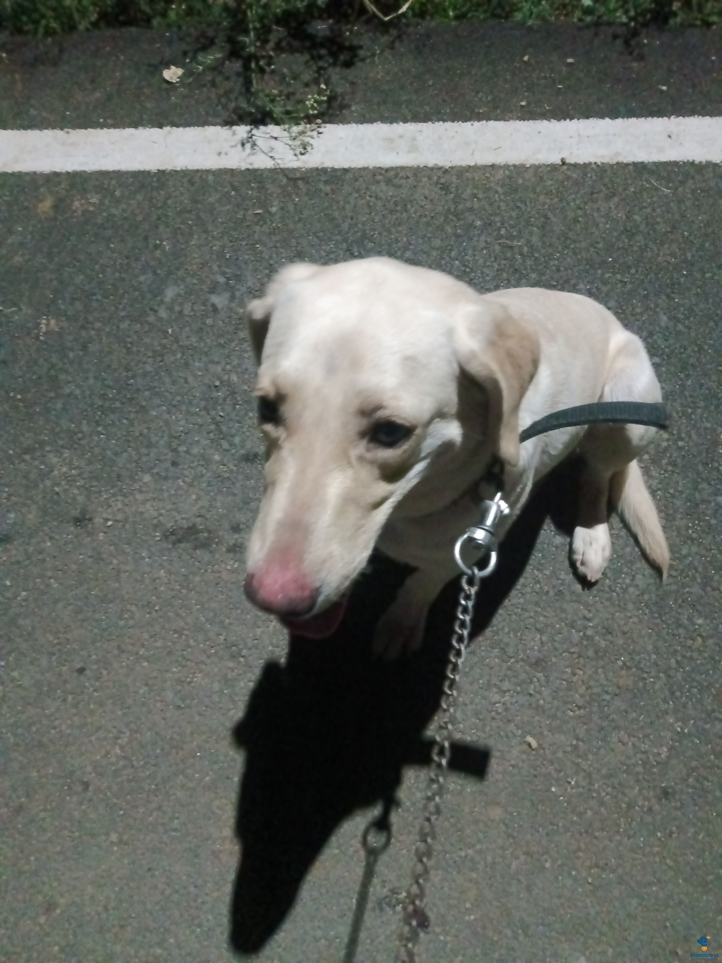 ಮಾರಾಟಕ್ಕಿದೆ ಆರೋಗ್ಯಕರ ಮಹಿಳೆ Labrador Retriever