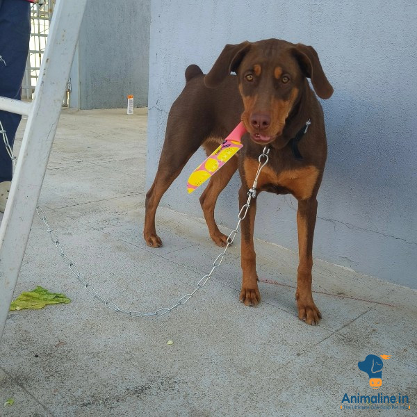 5 months dober man female 