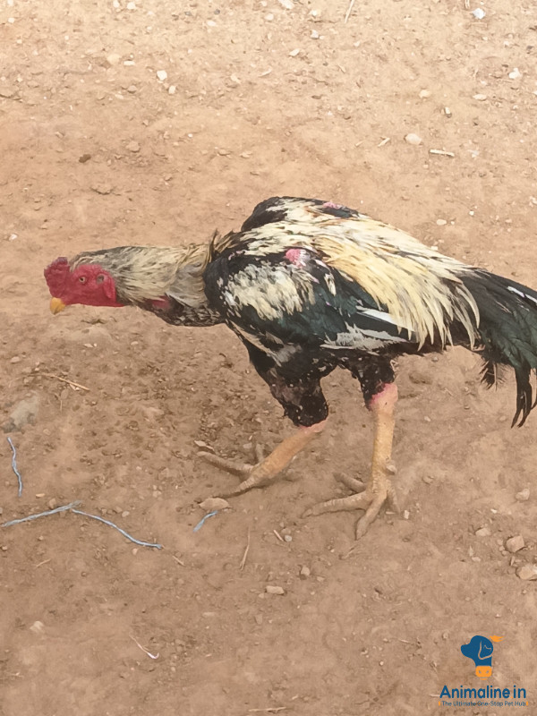 Devali BG Nagar nagamangala taluk Mandi district