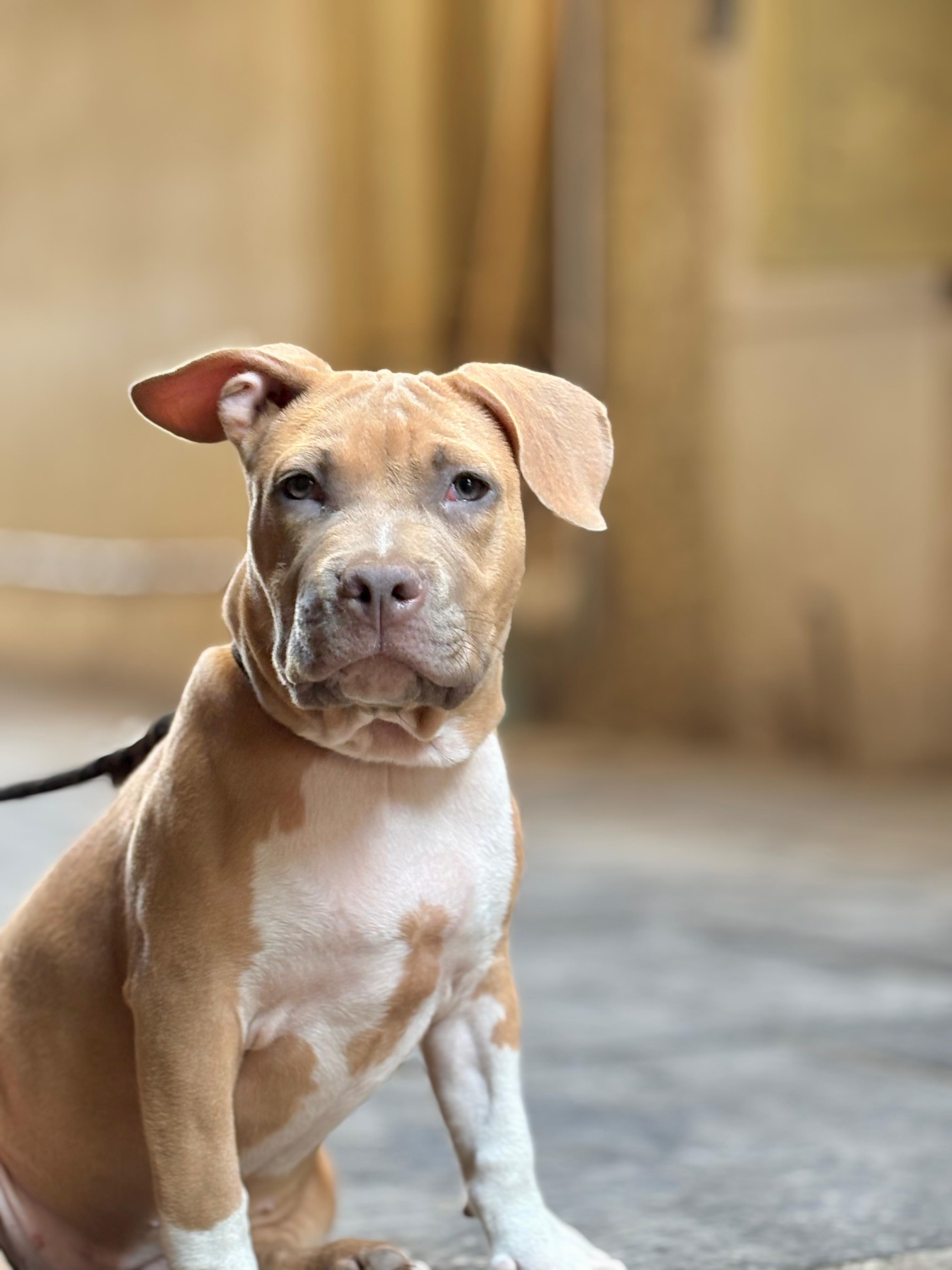 American bully female for sale 