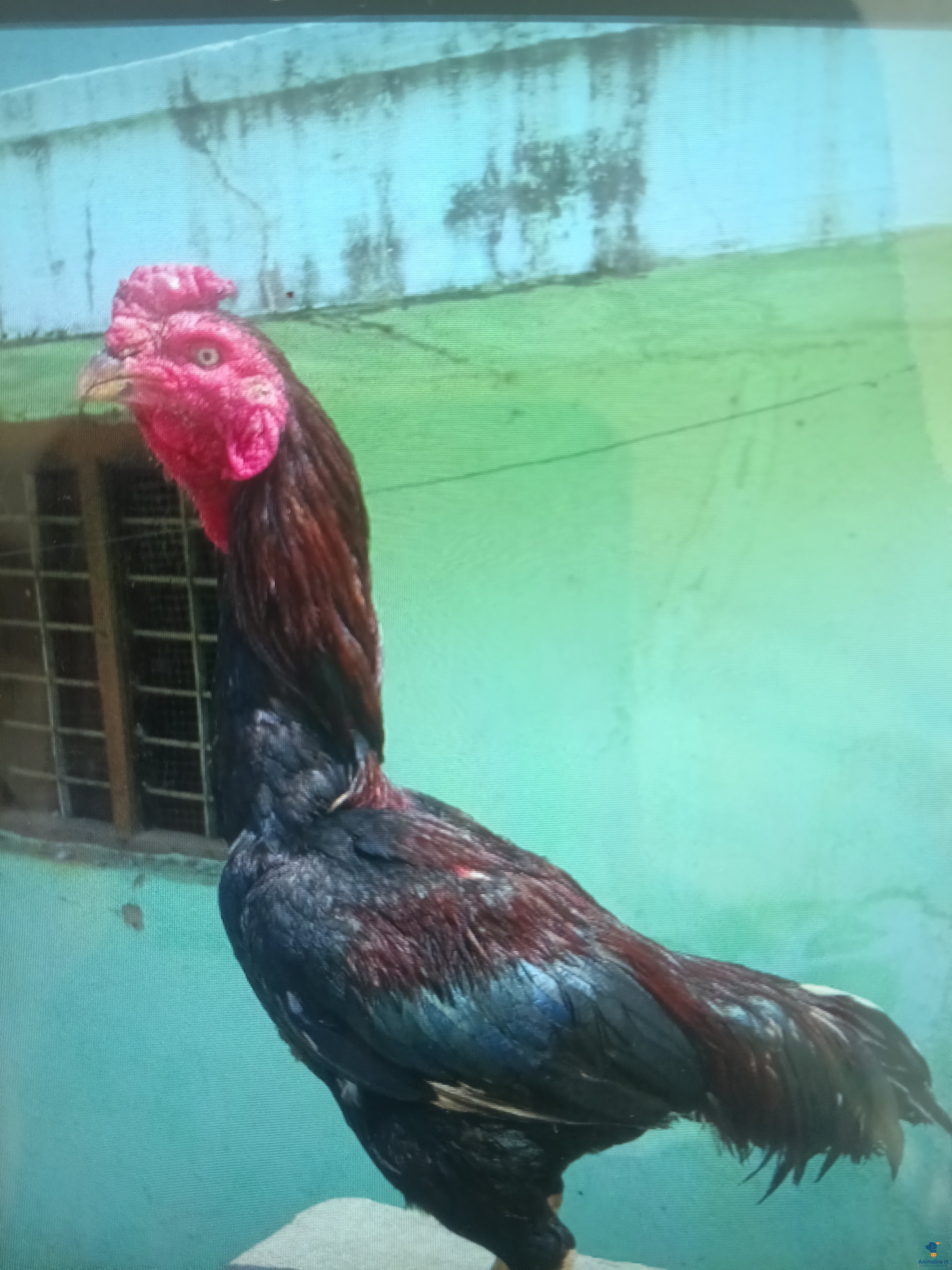Healthy and Active Male Aseel for Sale