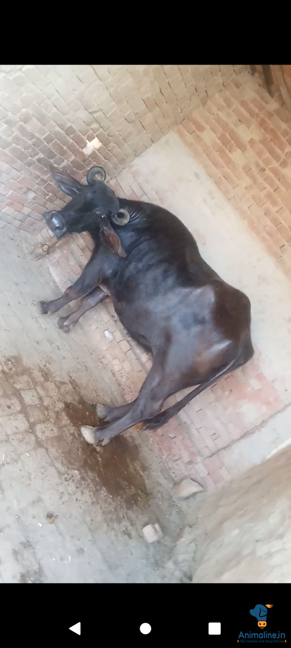 3 saal ki mura buffalo 