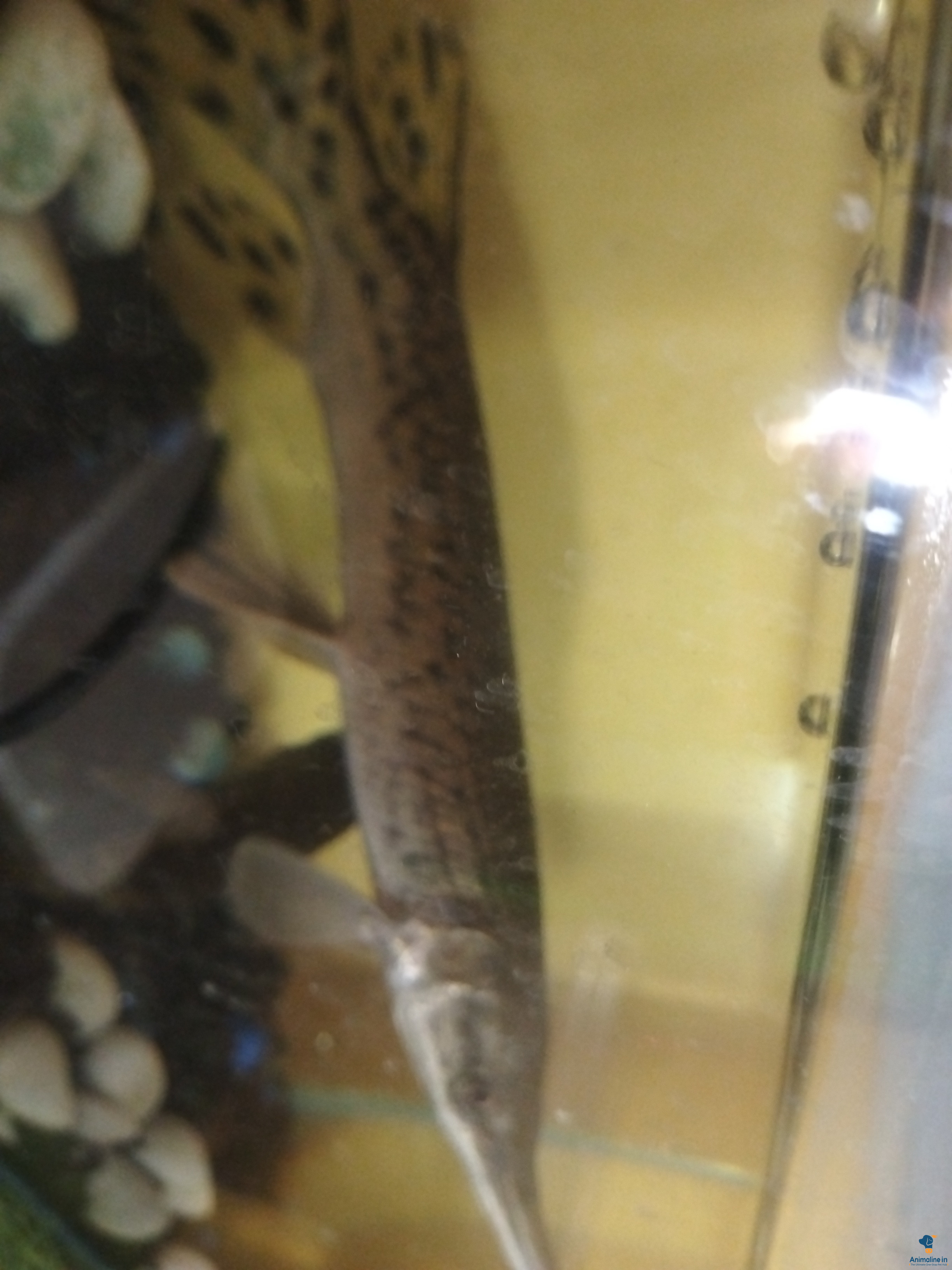 2 years male fish