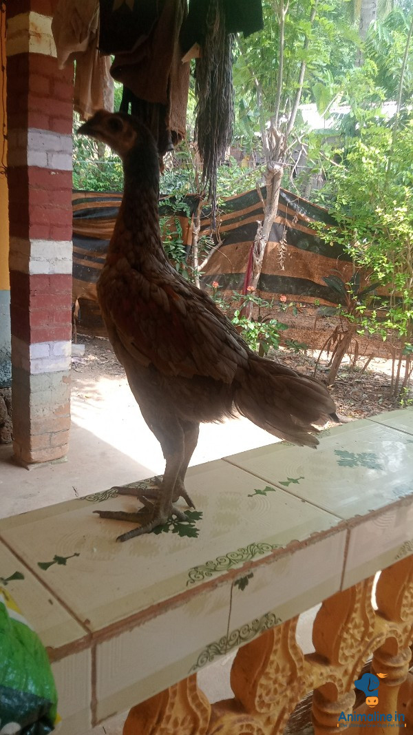 TOP SPEEDY BEST FOR BREEDING IN FUTURE 