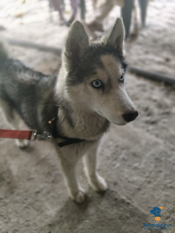 Blue Eyes Female Husky Dog For Sale