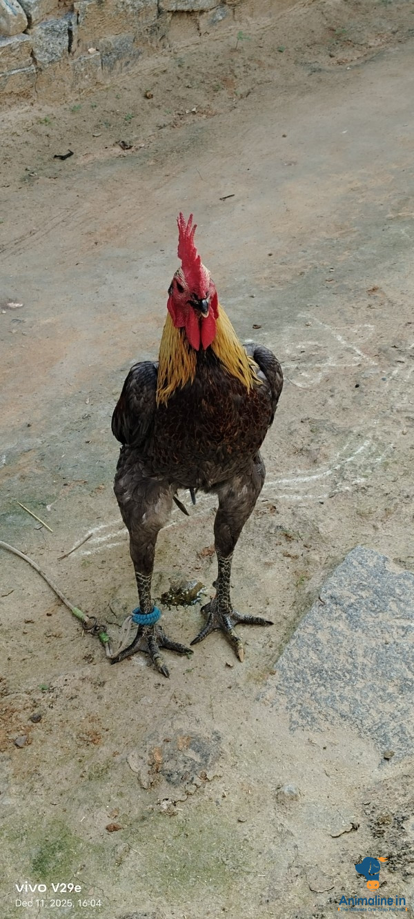 1year male punga