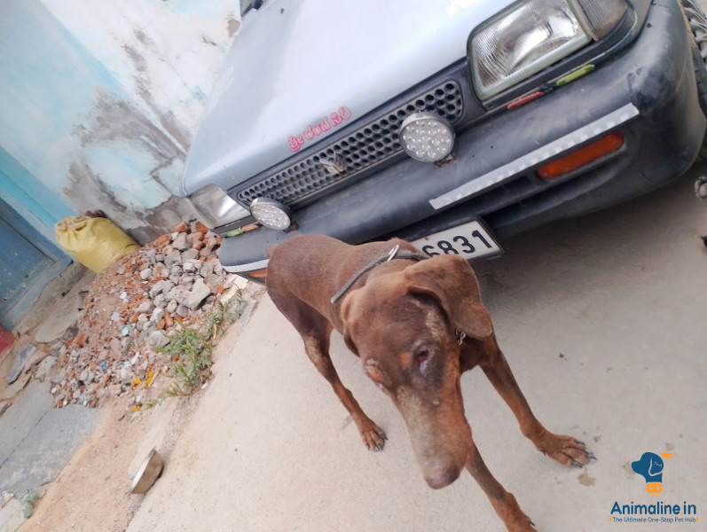 ಅಜ್ಜಂಪುರ ಚಿಕ್ಕಮಗಳೂರು