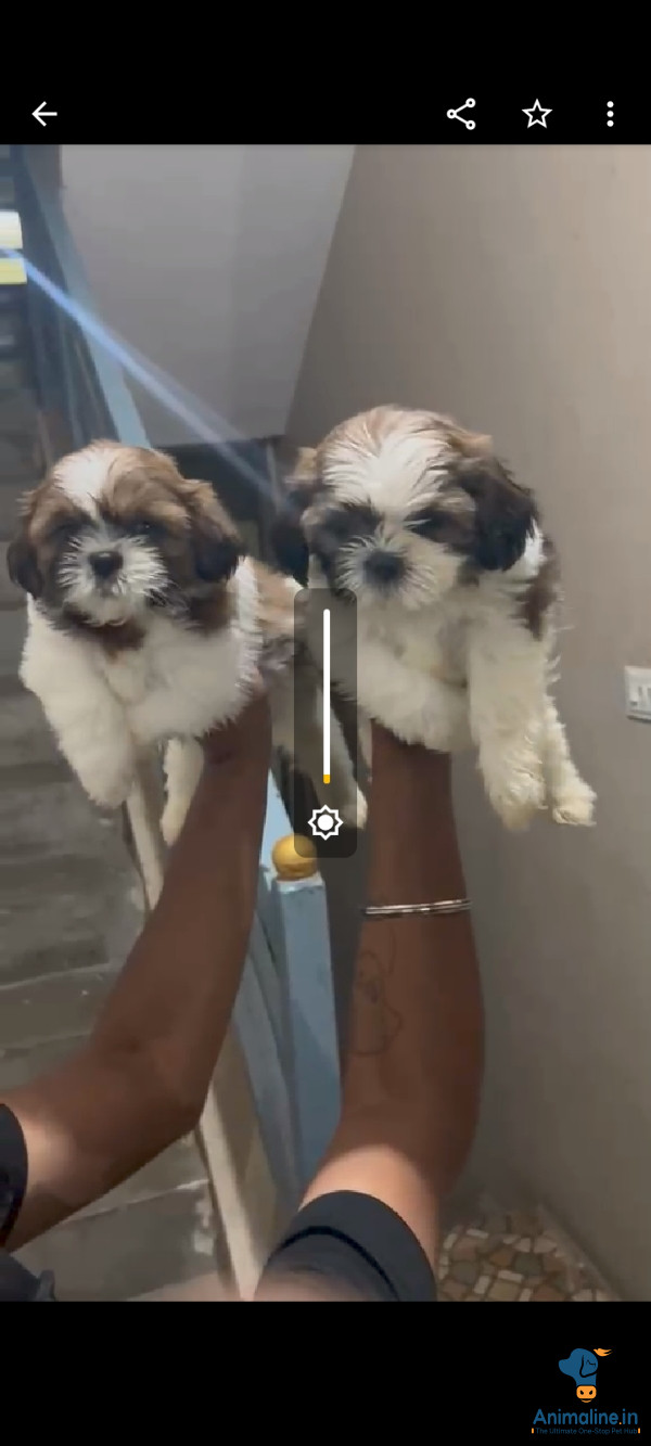Shitzu female available 