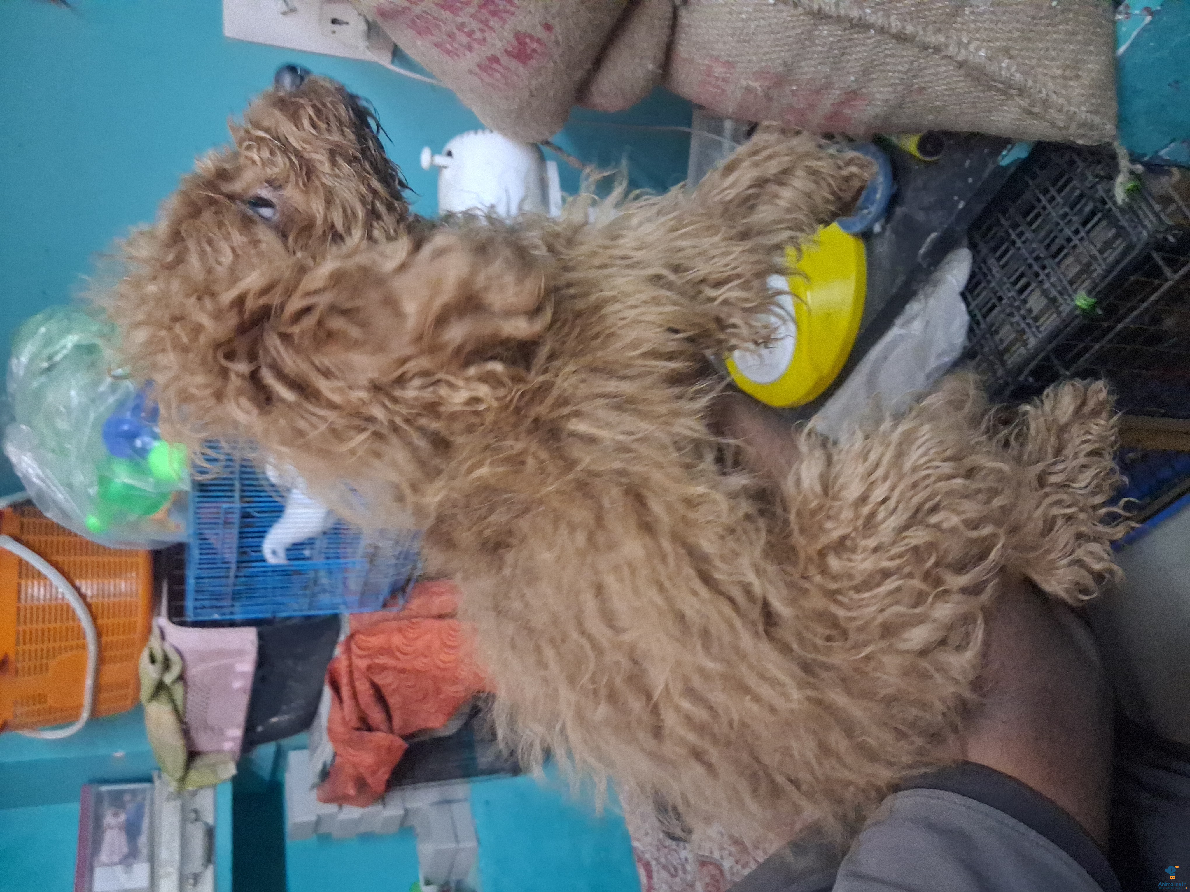 Healthy and Active Male Poodle for Sale