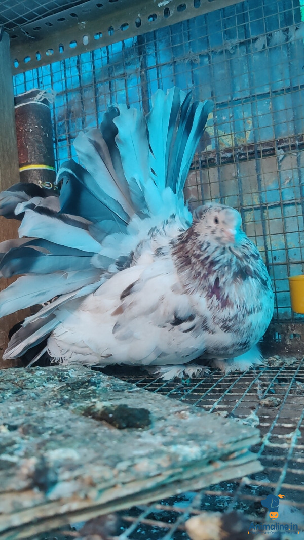 American Jumbo fantials for sale 