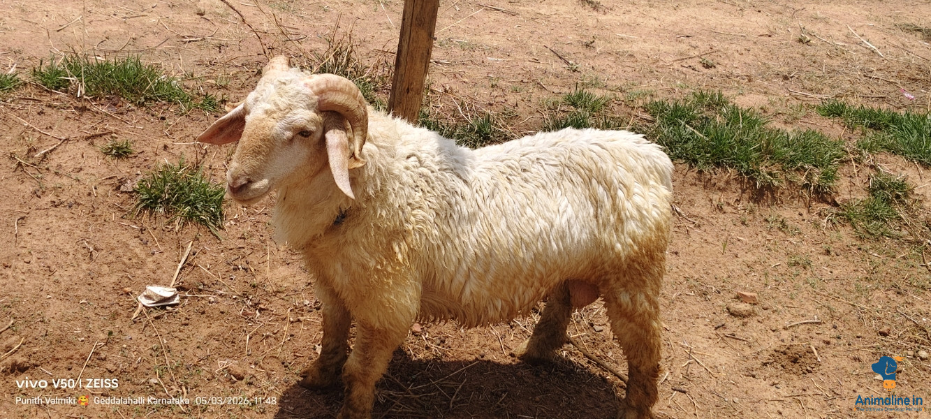Healthy and Active Male Bannur for Sale