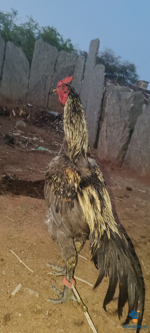ಪ್ರೀಮಿಯಂ Aseel Hen {}