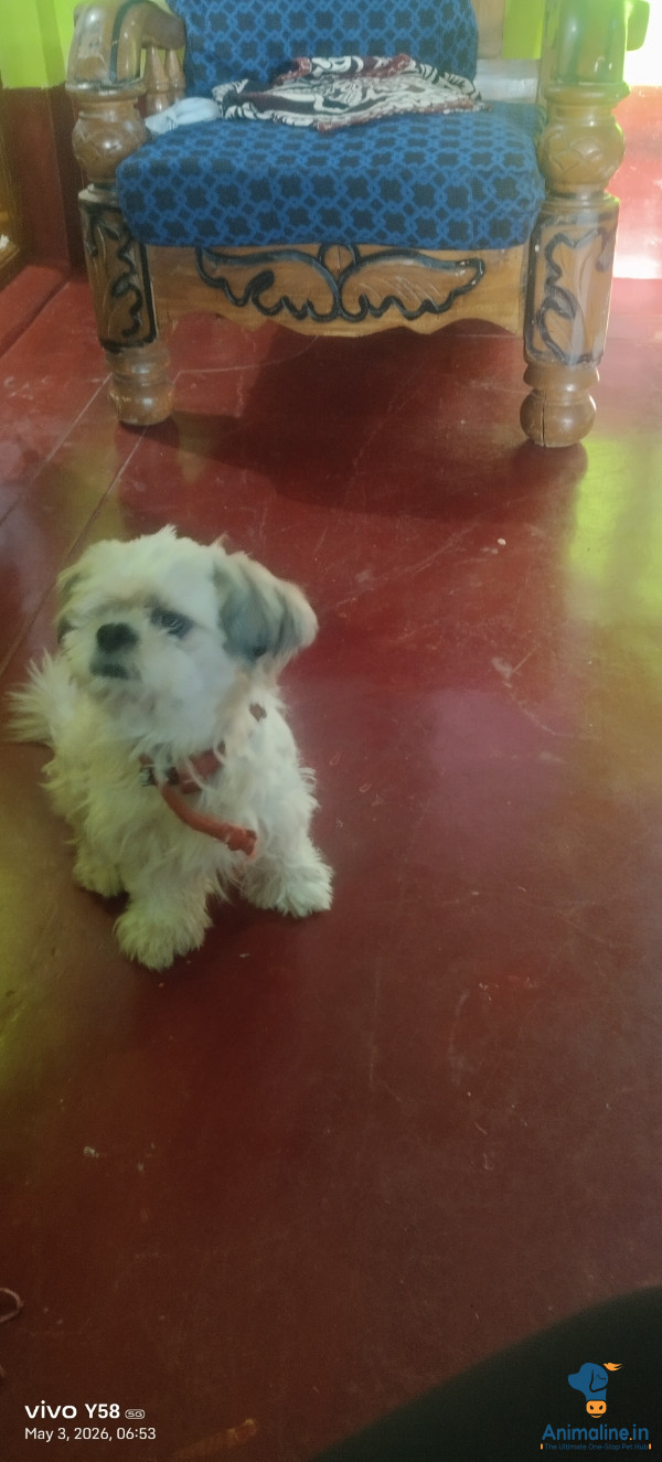 Very nice dog very friendly 
