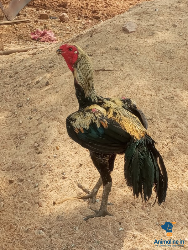 ಮಾರಾಟಕ್ಕಿದೆ ಆರೋಗ್ಯಕರ ಪುರುಷ