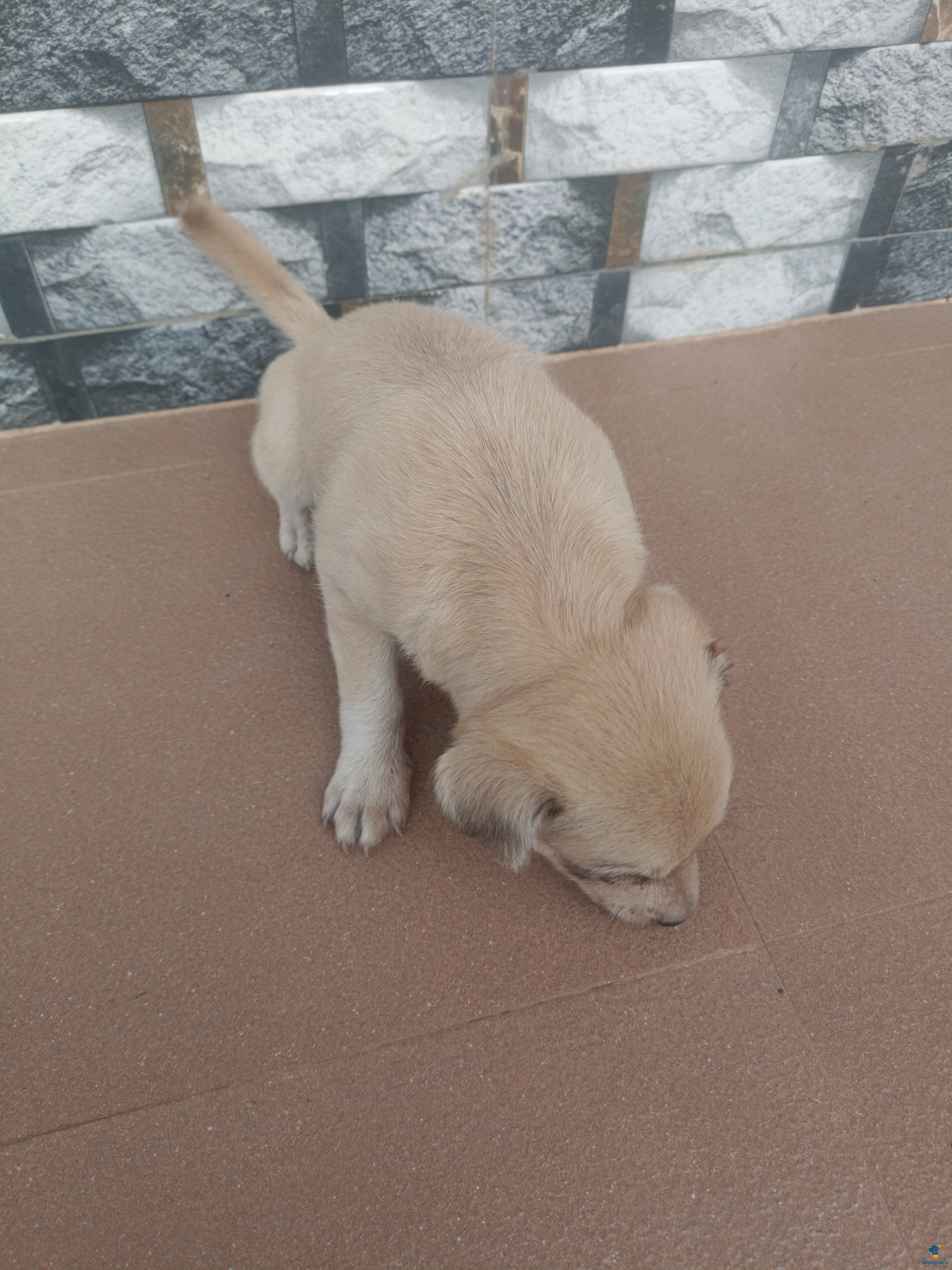 Healthy and Active Female Normal Dog for Sale