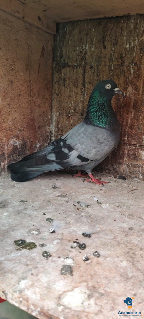 Healthy and Active Male  for Sale
