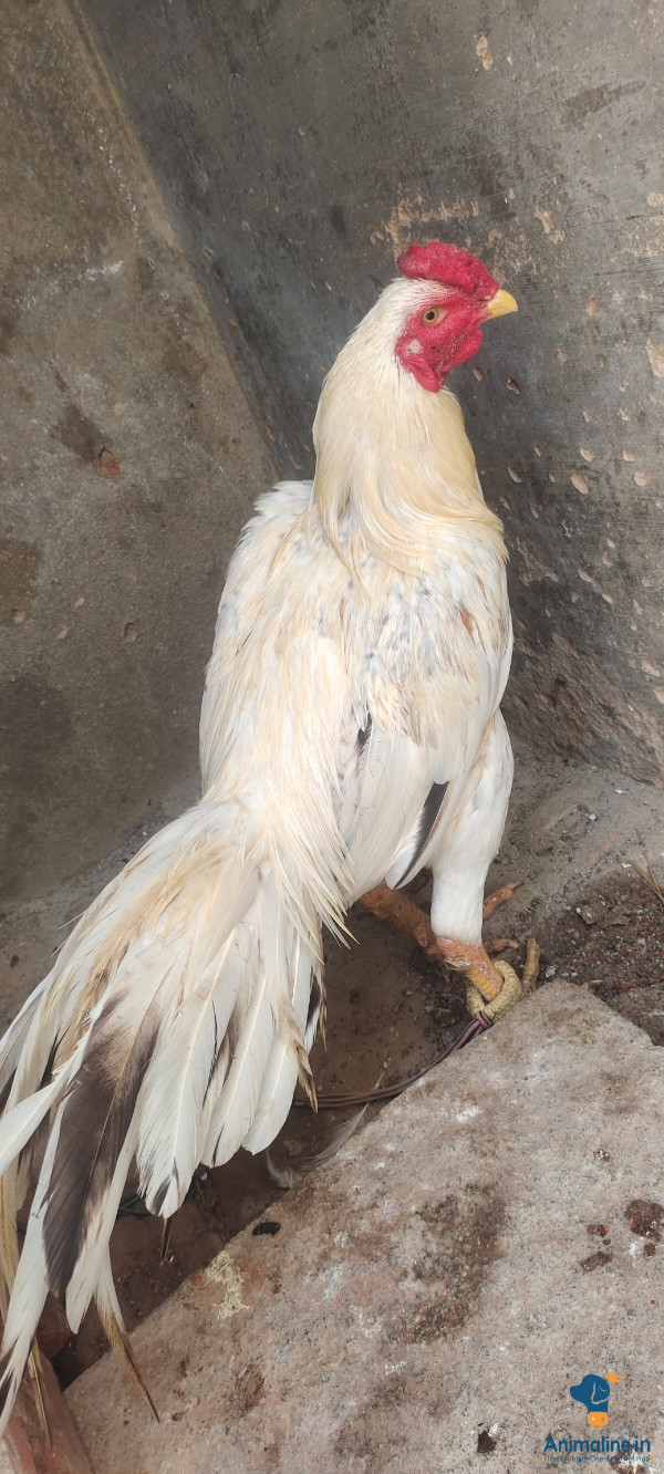 This hen is very active and very strong. Hen father two wins