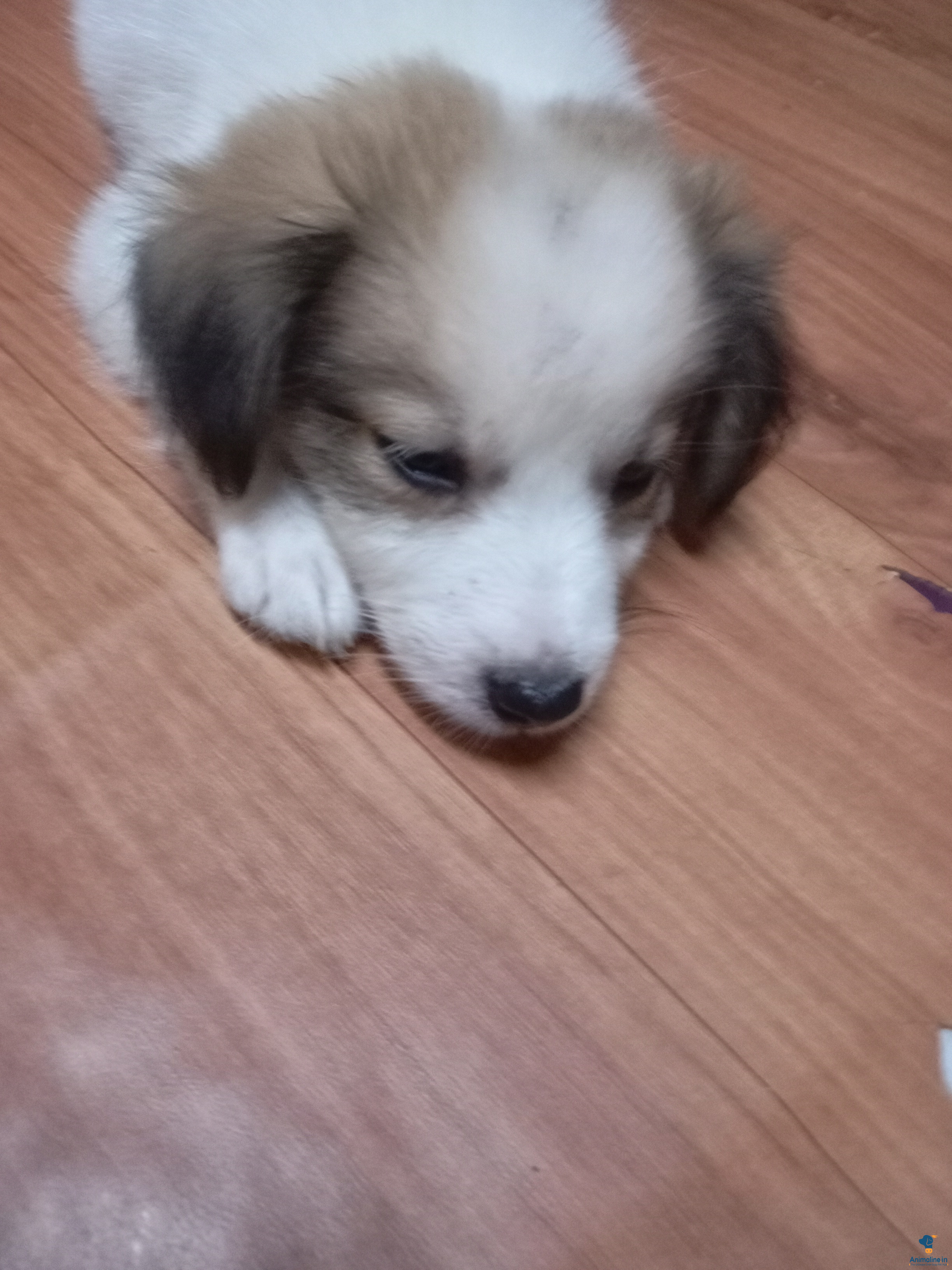 Healthy and Active Male Others for Sale