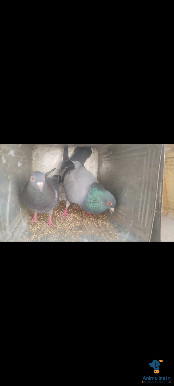 ಪ್ರೀಮಿಯಂ  Bird {}