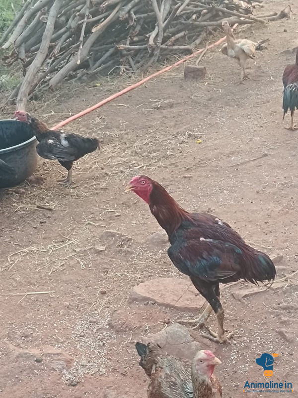 1 ವರ್ಷದ ಭೀಮರವ್ ಕ್ರಸಿಂಗ್ ಕೋಳಿ 7022274630
