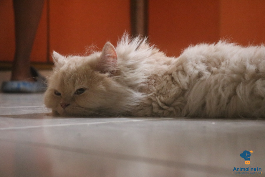 8 months old cat