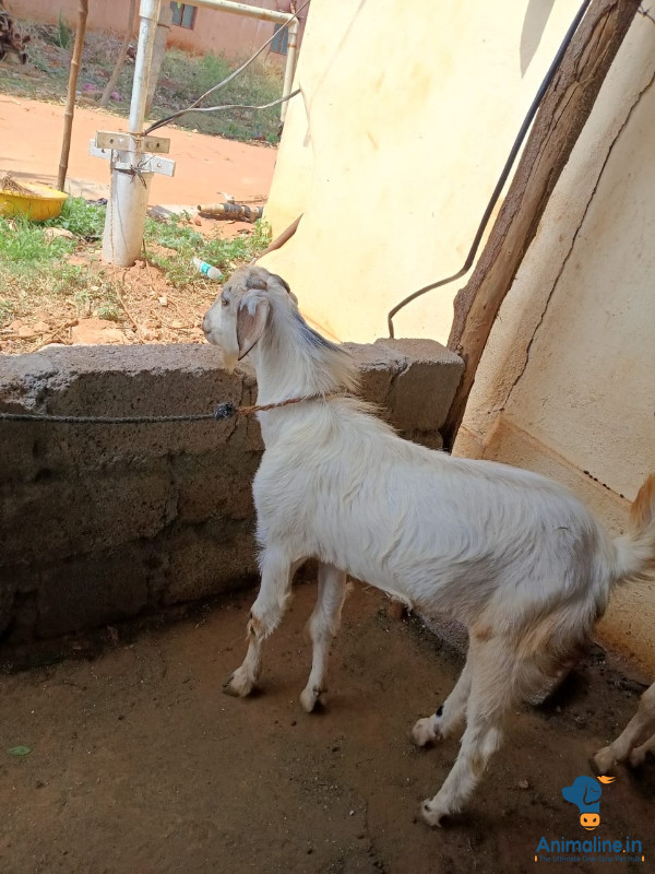 ಪ್ರೀಮಿಯಂ  Goat {}