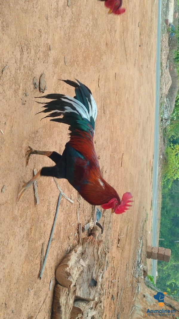 1 Year cock