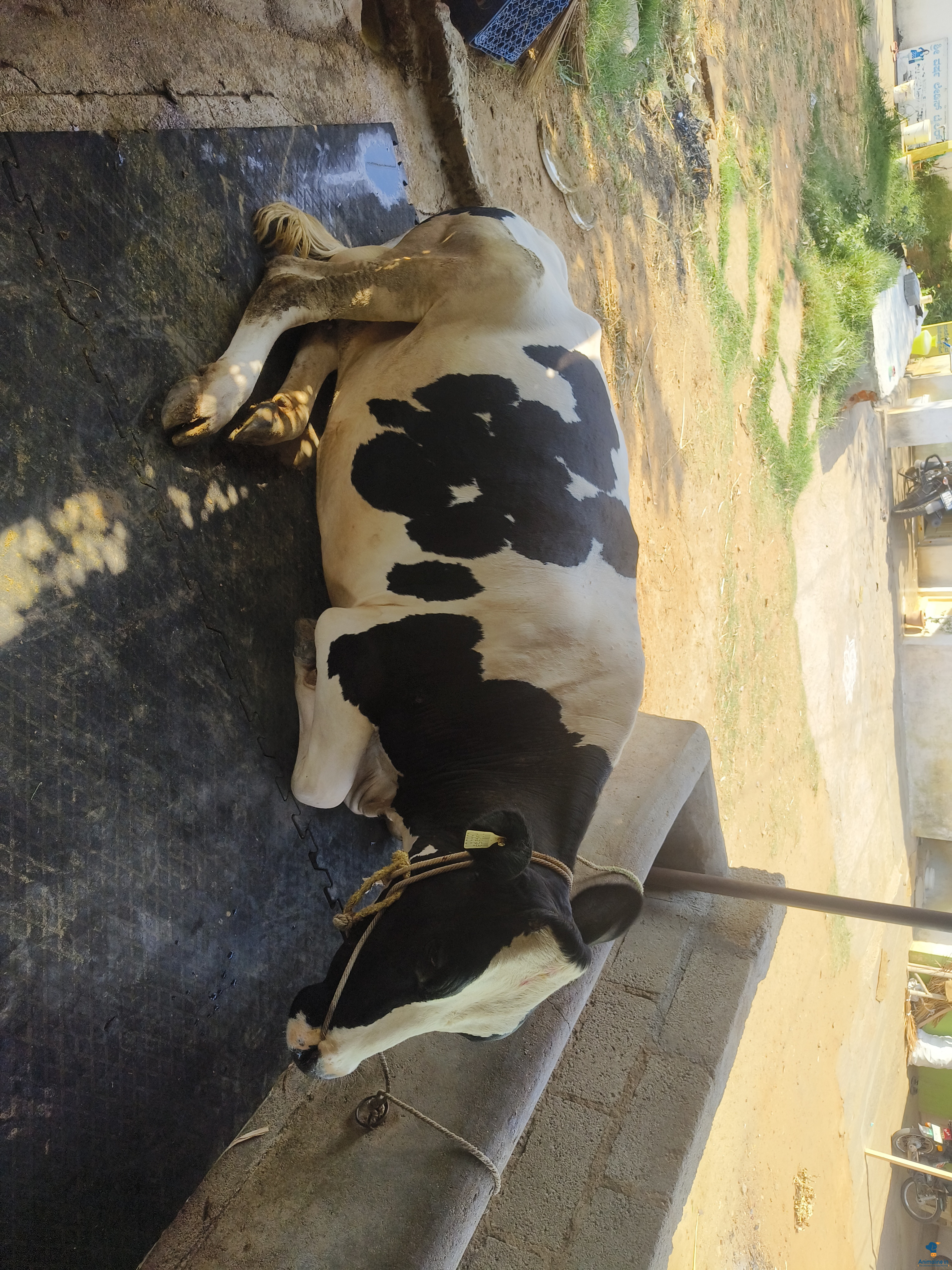 4 years cow 